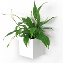 Kosmos - Cubo Magnetico Laccato 9,5 cm