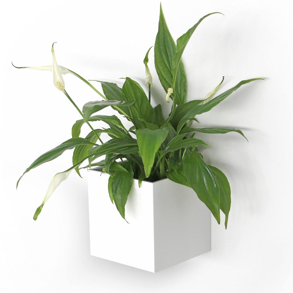 Kosmos - Lacquered Magnetic Cube 9.5 cm