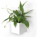 Kosmos - Lacquered Magnetic Cube 9.5 cm